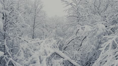 Winternatur-Mit-Ästen,-Die-Dicht-Mit-Neuschnee-Bedeckt-Sind