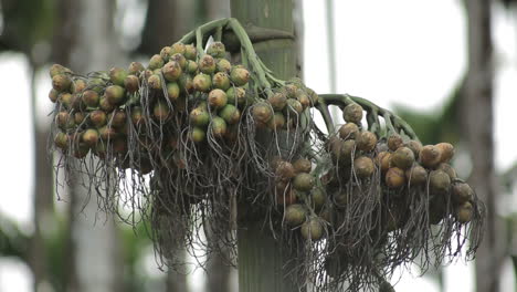Close-up-zoom-in-shot-of-areca-nut-on-tree