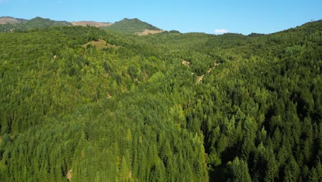 árboles-Densos-En-El-Bosque-En-Verano