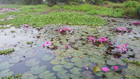 Among-the-plants-Water-lily-,-pond-river-sea,-Water-lily-blooming,-Beautiful-aerial-shot,-group,-Blossom-,-field,-Top