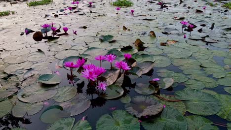 backwaters,-Water-lily-standing-wide-open,-pond-river-sea,-Water-lily-blooming,-Beautiful-aerial-shot,-group,-Blossom-,-field,-Top