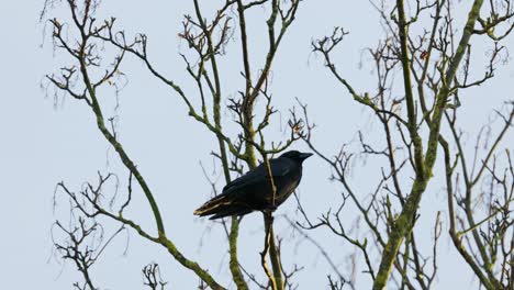 Pájaro-Negro-Sentado-En-Un-árbol-Y-Llamando-A-Su-Pareja