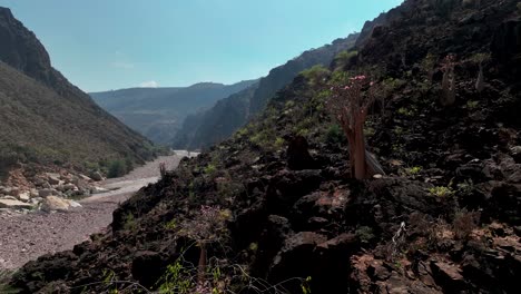 Narrow-Leaved-Bottle-Tree-In-Wadi-Dirhur-Canyon-In-Socotra,-Yemen