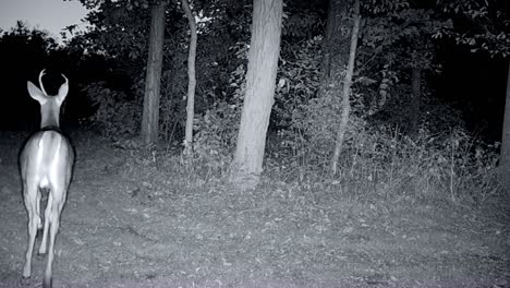 Kleiner-Weißwedelhirschbock-Schaut-In-Die-Wildkamera-Und-Trobt-In-Der-Abenddämmerung-Im-Herbst-Auf-Einer-Lichtung-Im-Wald-Davon