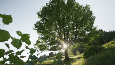 Sun-Shining-Through-The-Tree-With-Green-Foliage-In-The-Mountain-Hills
