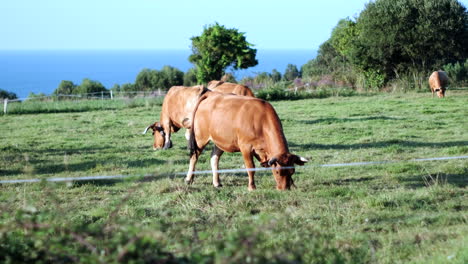 Four-cows-grazing-in-lush-meadow,-ocean-view,-animal-wellbeing-focus