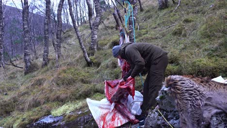 Hunter-cuts-through-deer-carcass-with-sharp-saw-while-field-dressing-his-kill
