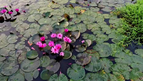 small-group-of-Water-lily-pond-river-sea,-Water-lily-blooming,-Beautiful-aerial-shot,-group,-Blossom-,field,-Top
