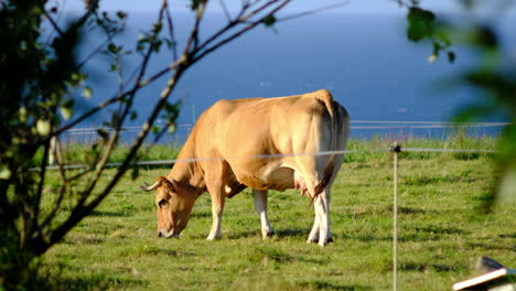 Gran-Vaca-Marrón-Pastando-En-Un-Día-Soleado,-Vista-Al-Mar,-Idílico