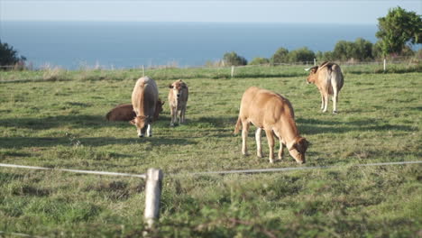 Cows-and-calves-grazing-by-ocean,-sunny-day,-ethical-meat-farming