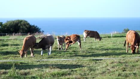 Rebaños-De-Vacas-Y-Terneros-En-El-Norte-De-España,-Asturias-Soleado-Bienestar-Animal