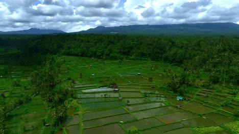 Flying-above-Rice-growing-fields-towards-thick-rainforest-and-distant-mountains