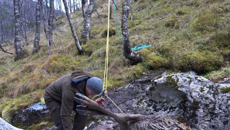 Hunter-prepares-rope-for-hoisting-freshly-killed-deer-buck-up-in-tree