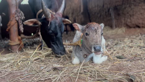 Close-up-low-POV-shot-of-newborn-calf-ruminating-near-its-mother-eating-hay