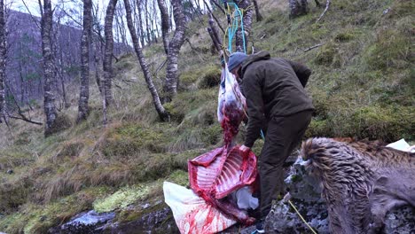 Hunter-uses-saw-to-remove-ribs,-side-of-deer-from-butchered-carcass-in-the-field