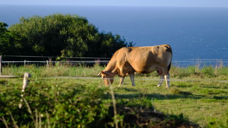 Animal-Wellbeing:-Solitary-brown-cow-grazing-in-sunny-pasture-with-ocean-backdrop