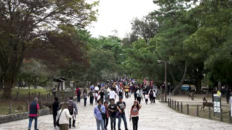 Busy-Crowds-Along-Path-At-Nara-Deer-Park