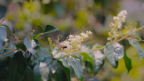 Eleganter-Schmetterling,-Der-Fleißig-Eine-Kaffeeblume-Im-Ruhigen-Morgengarten-Bestäubt