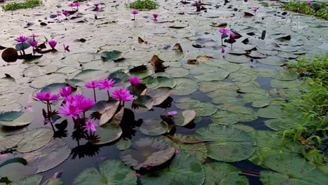 moving-shot-Water-lily-standing-wide-open,-pond-river-sea,-Water-lily-blooming,-Beautiful-aerial-shot,-group,-Blossom-,-field,-Top