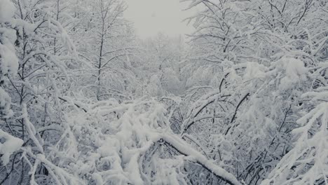 Snow-Covered-Forest-In-A-Winterly-Atmosphere.-Close-up-Shot