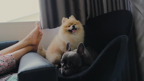 Pomeranian--Und-Frenchie-Hunde-Entspannen-Sich-Auf-Dem-Sofa