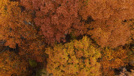 Orange-Forest-In-Autumn-At-Devil's-Den-State-Park,-Arkansas,-USA---Aerial-Top-Down