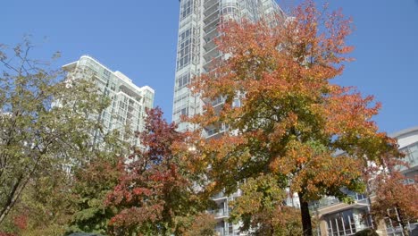 Autumn-Trees-With-High-Rise-Buildings-In-The-Background-In-Vancouver,-British-Columbia,-Canada