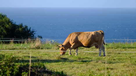 Single-cow-grazing-in-Asturias-with-ocean-backdrop