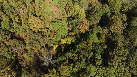 Bird's-eye-view-of-forest-tree-tops,-tilt-up-reveals-Beaver-lake,-aerial-shot