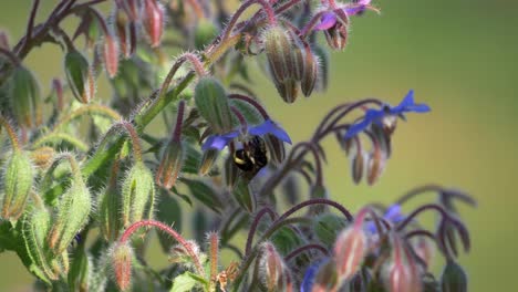 Biene-Hängt-Kopfüber-An-Einer-Borretschblüte-Und-Fliegt-Dann-Davon
