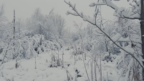 Clima-Gélido-Con-La-Naturaleza-Cubierta-De-Espesa-Nieve.