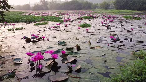 Water-lily-standing-together-,-standing-wide-open,-pond-river-sea,-Water-lily-blooming,-Beautiful-aerial-shot,-group,-Blossom-,-field,-Top