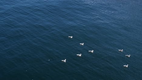 Vista-Panorámica-De-Patos-Aves-Acuáticas-Flotando-Sobre-El-Paisaje-Marino-Azul