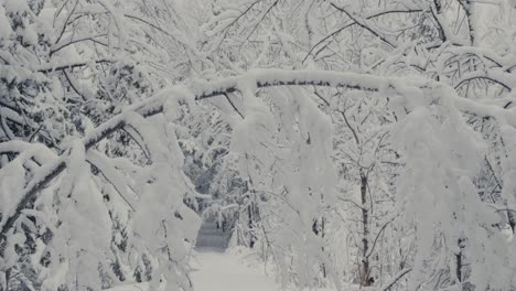 Snowscape-Forest-Nature-During-Snowstorm.-Close-up-Shot