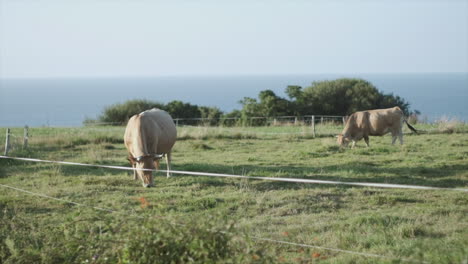 Two-cows-in-slow-motion-grazing-by-the-ocean,-symbolizing-animal-rights-and-ethical-treatment