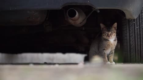 A-gray-kitten-sits-under-the-car-beside-to-the-tire