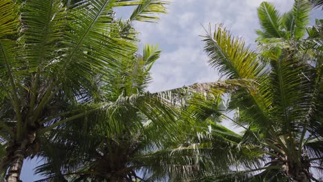 Wide-tropical-texture-of-dense-palm-tree-leaves-in-plantation-against-blue-sky-during-sunny-morning-in-Bali,-Indonesia