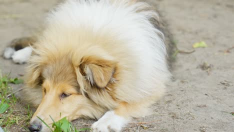 Beautiful-rough-collie-on-ground-in-close-up