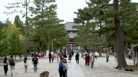 Busy-Crowds-On-Path-Leading-Towards-Todai-ji-Namdaimon