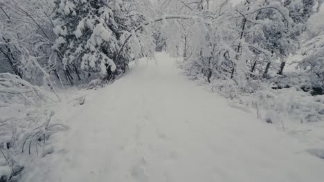 Snow-Laden-Nature-Scene-During-Winter-In-Canada