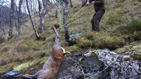 Hunter-uses-ropes-and-pulley-to-hoist-dead-dear-into-small-tree-for-butchering