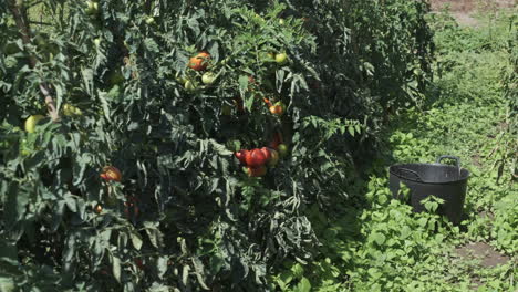 Tomato-plant-with-ripe-and-green-tomatoes,-vibrant-garden-crop