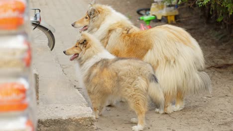 Rough-Collie-mother-and-grown-puppy-bonding-in-a-sunny-street