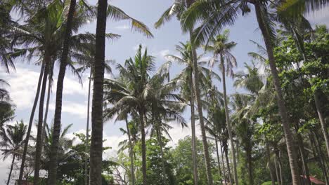 Vista-Tropical-De-Plantaciones-De-Palmeras-En-Bali,-Indonesia.