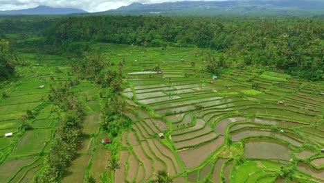Flying-over-large-flooded-rice-growing-paddy-fields-in-Balinese-rural-area