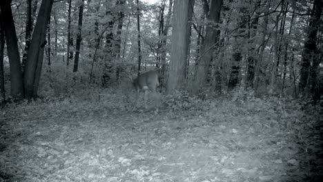 Young-White-Tail-Deer-buck-walks-through-a-clearing-and-disappears-in-the-woods-at-dusk-in-early-autumn