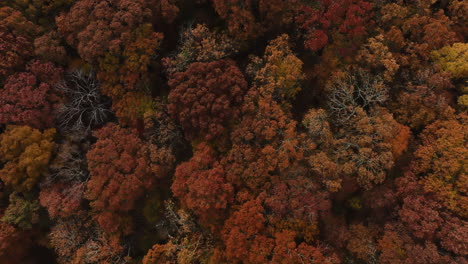 Bird's-Eye-View-Over-Dense-Autumn-Forest-In-Arkansas,-USA---Drone-Shot