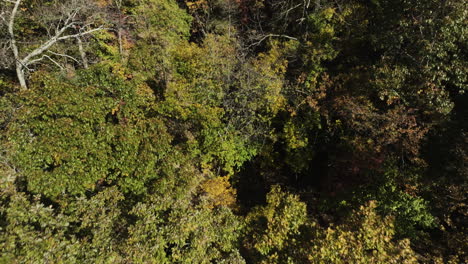 Top-down-aerial-of-lush-green-forest-branches-foliage-in-Eagle-hollow-cave