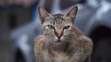Graue-Katze-Sitzt-Draußen-Und-Schaut-In-Die-Kamera