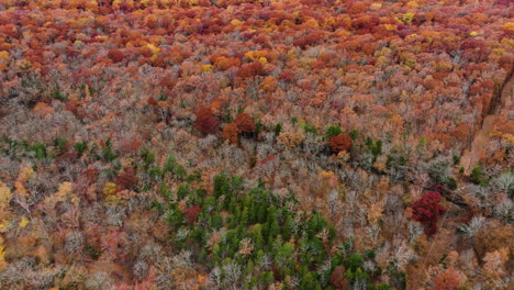Colorful-Dense-Autumn-Forest-In-Devil's-Den-State-Park,-Arkansas,-USA